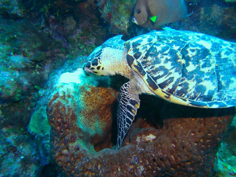 033 Hawksbill Sea Turtle IMG_5789.jpg